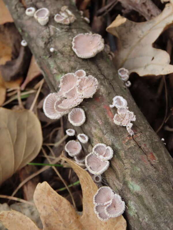 splitgill mushroom (Schizophyllum commune)