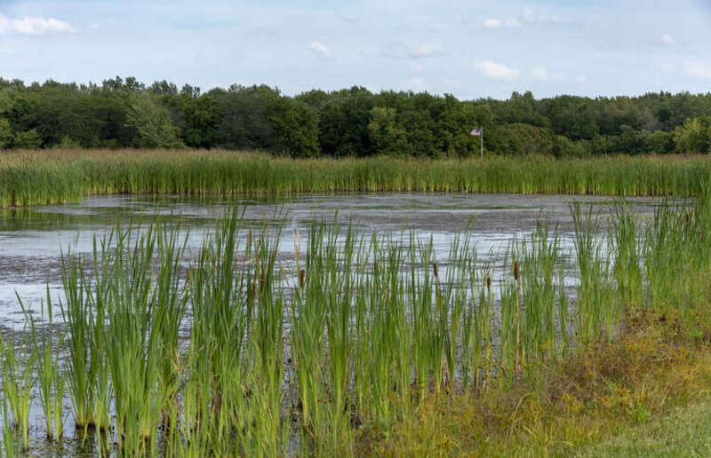 A view of the wetlands along the main entrance to Scioto Grove Metro Park. I also think the United States will never run out of places to put a flag.
