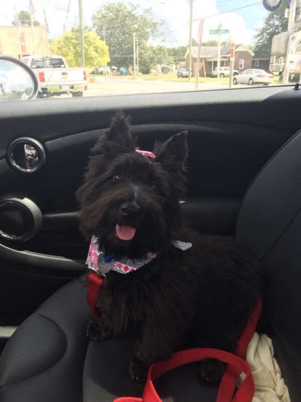 Scottish Terrier Puppy, or Scottie Puppy, after grooming.