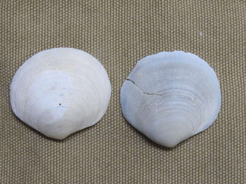 White Atlantic Semele (Semele proficua). Species of mollusc.