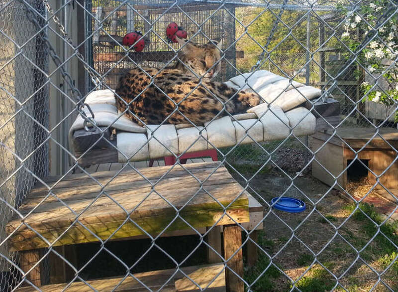 A serval in an enclosure at the Conservators Center.