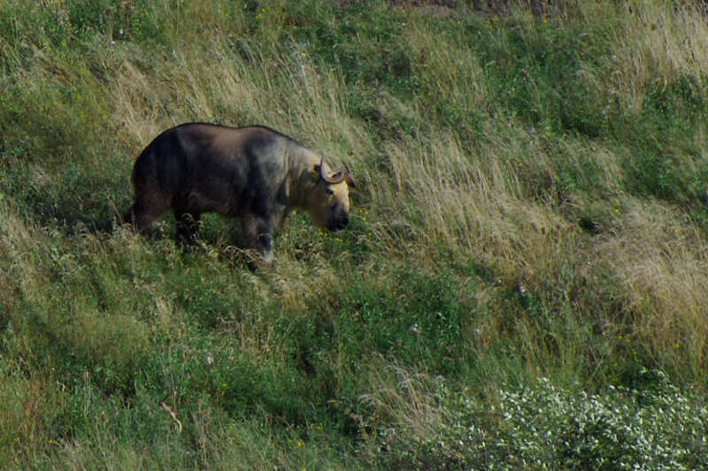Sichuan takin at The Wilds in Ohio, United States.