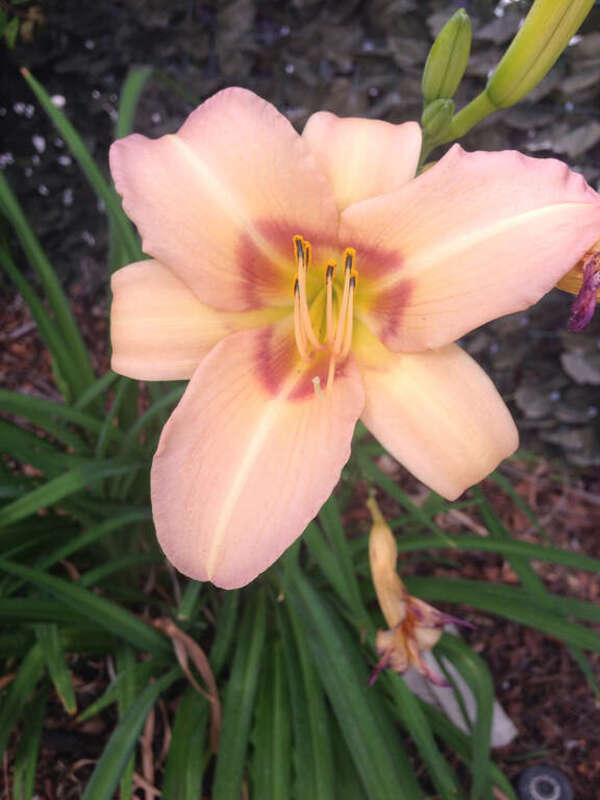 500px provided description: Simple Beauty [##lily #flower #pink #pastel #pretty #simple]