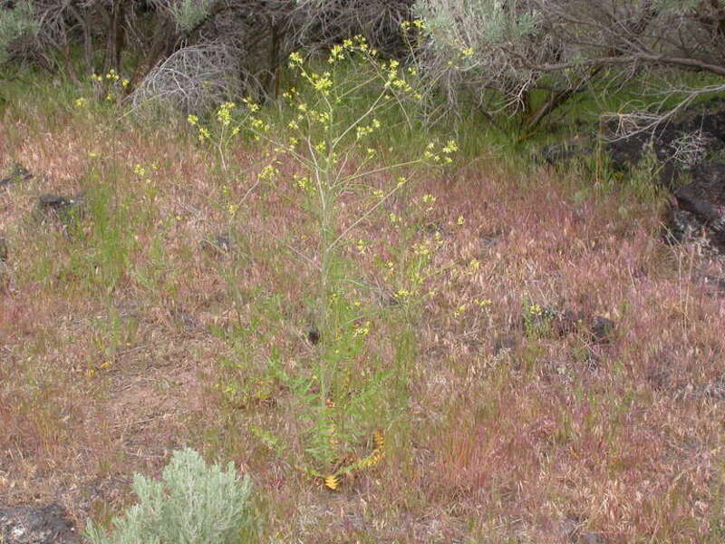 Tall tumblemustard is often an annual but can be a biennial.