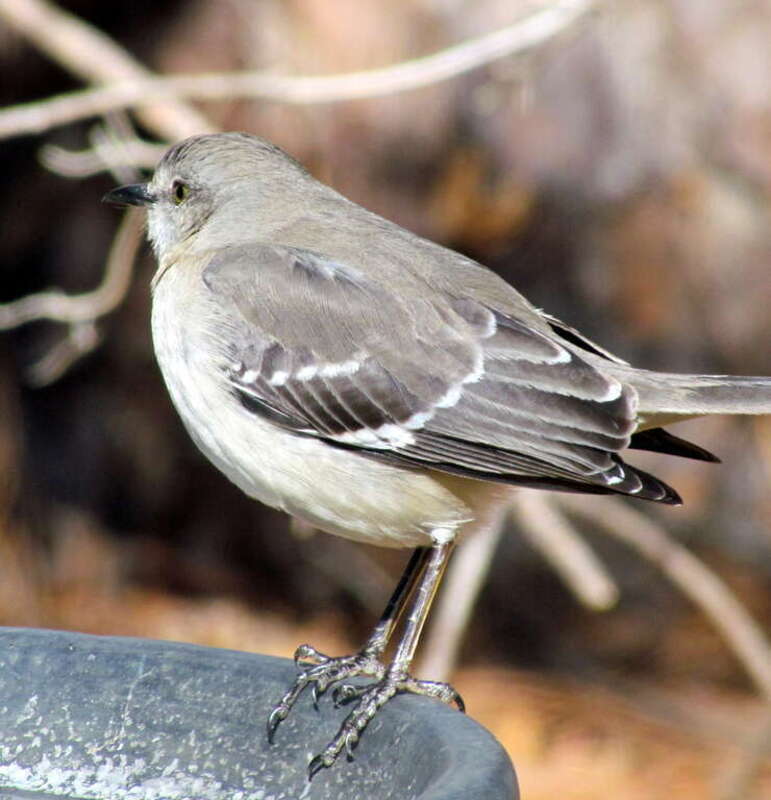 Sllent Mockingbird Backyard Birds Cary