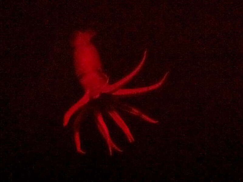 Cock eyed squid at the Monterey Bay Aquarium