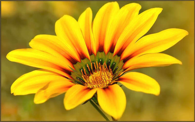 500px provided description: &quot;The genus occurs from low-altitude sands to alpine meadows in South Africa, Swaziland, Mozambique, Tanzania, and Angola. Additionally, species are naturalized in Australia, New Zealand, the Mediterranean, and