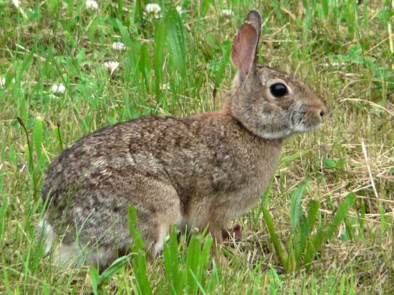 Eastern Cottontail (Sylvilagus floridanus)