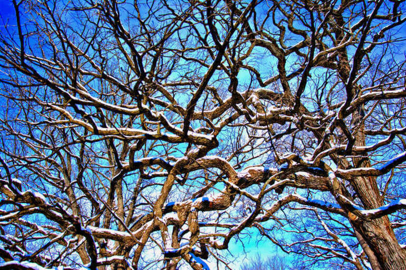 500px provided description: Tangles branches of 2 trees covered with snow. [#trees ,#branches ,#snow tree ,#snow covered ,#show branches]