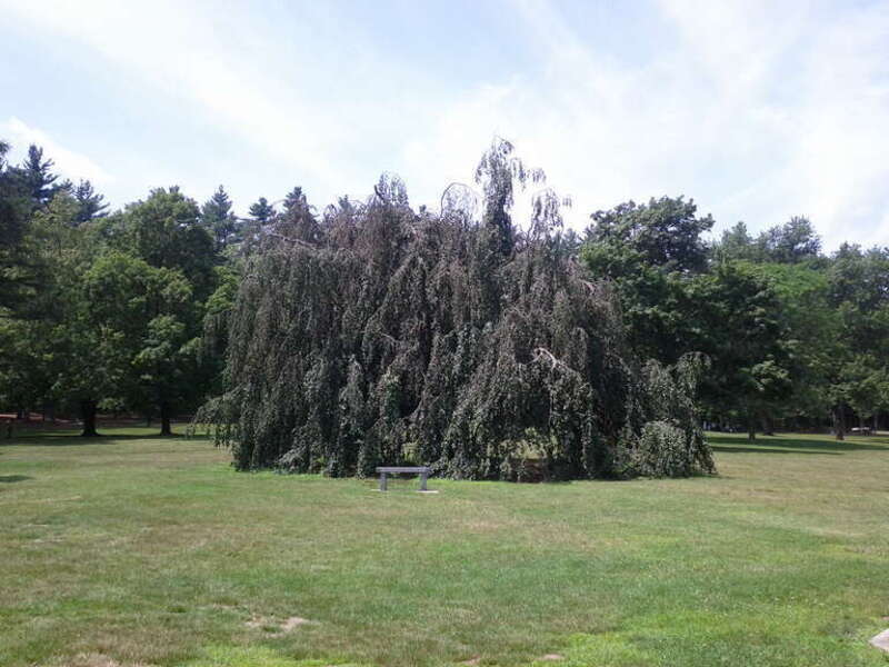 Tent Tree (there are actually a few people in there)