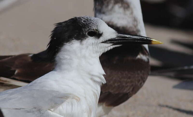 Cabot's Tern, Indian River Shores, Florida