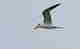 Royal Tern, flying