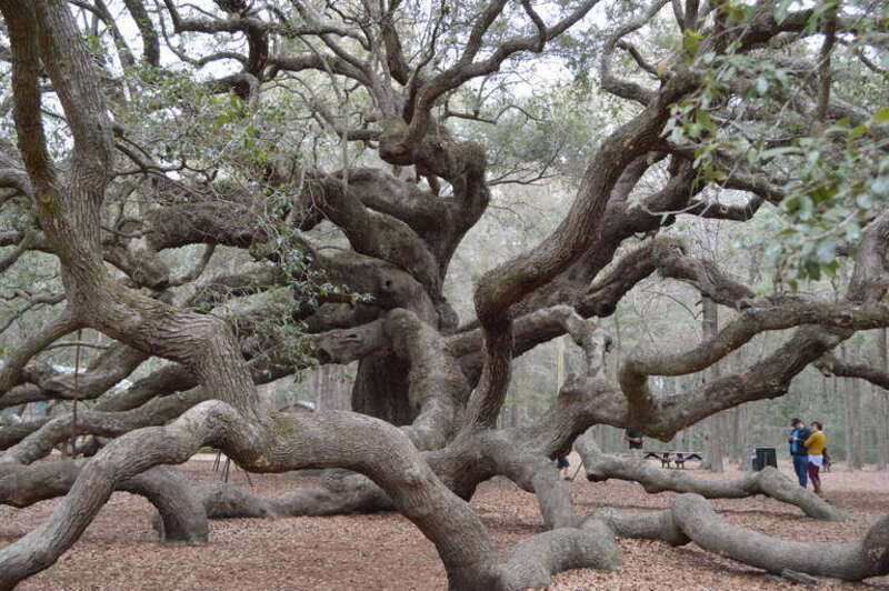 The Angel Oak
