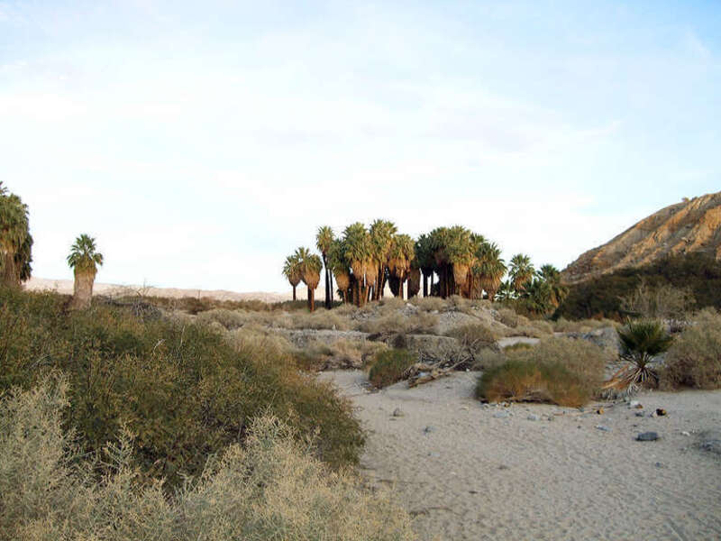 Thousand Palms (12.2010)