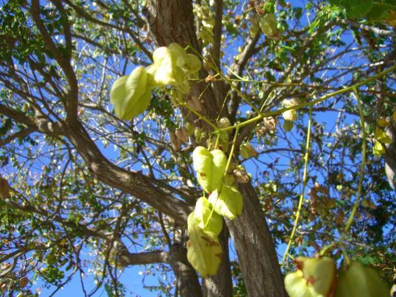 three sided pod flowering tree
