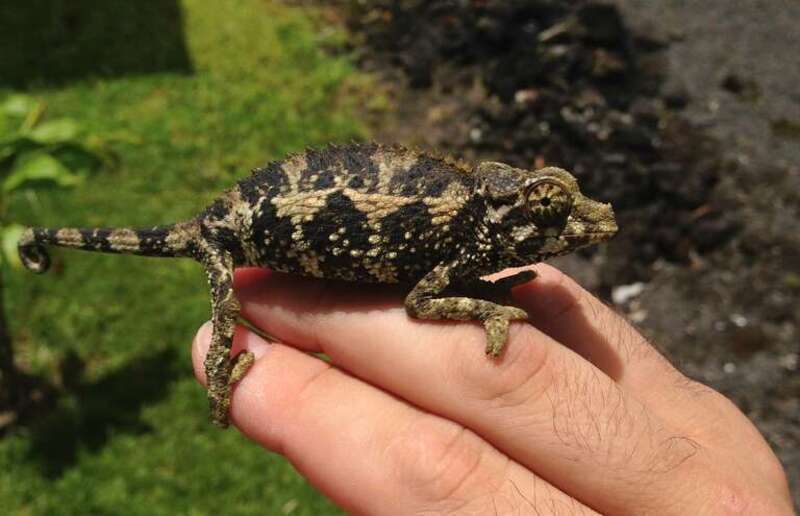 Wild T. j. xantholophus from Hilo, HI