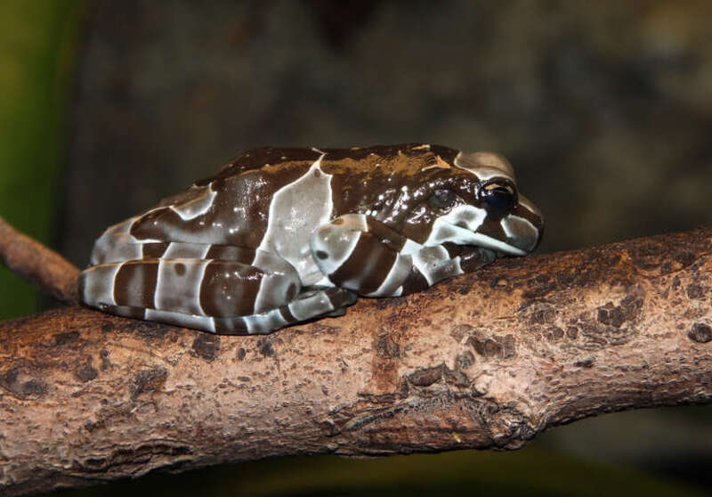 The Amazon milk frog (Trachycephalus resinifictrix)