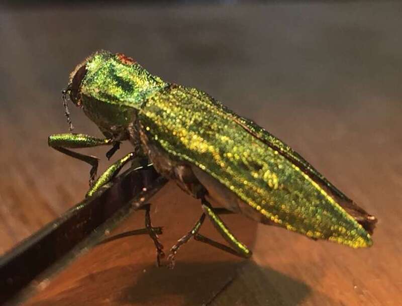 riend Andries Fourie found the following Buprestidae (Metallic Wood-boring Beetles) in Salem, OR and with some internet sleuthing using &amp;lt;a href=&quot;http://www.emeraldashborer.info/documents/eab_id_guide.pdf&quot; rel=&quot;noreferrer