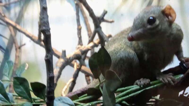 Our ancestors were a lot like this.