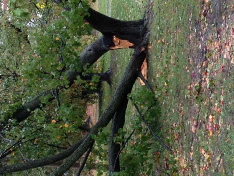 Tree at Quincy Park next to Central parking lot