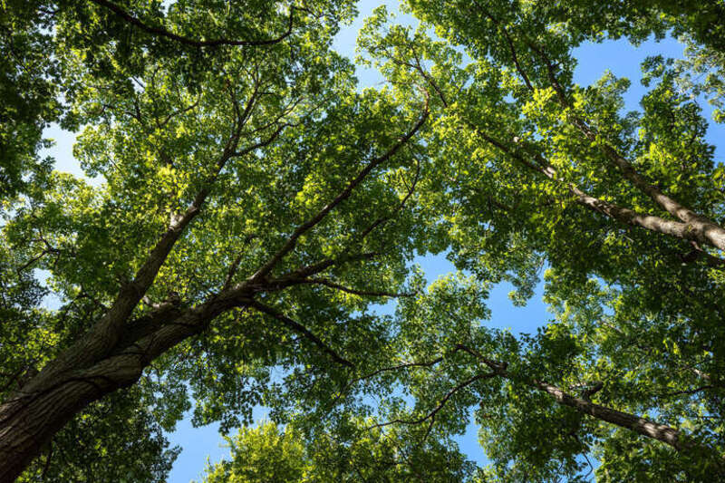 Tree branches at Prospect Hill Park, Waltham, Massachusetts, US (PPL1-Corrected)