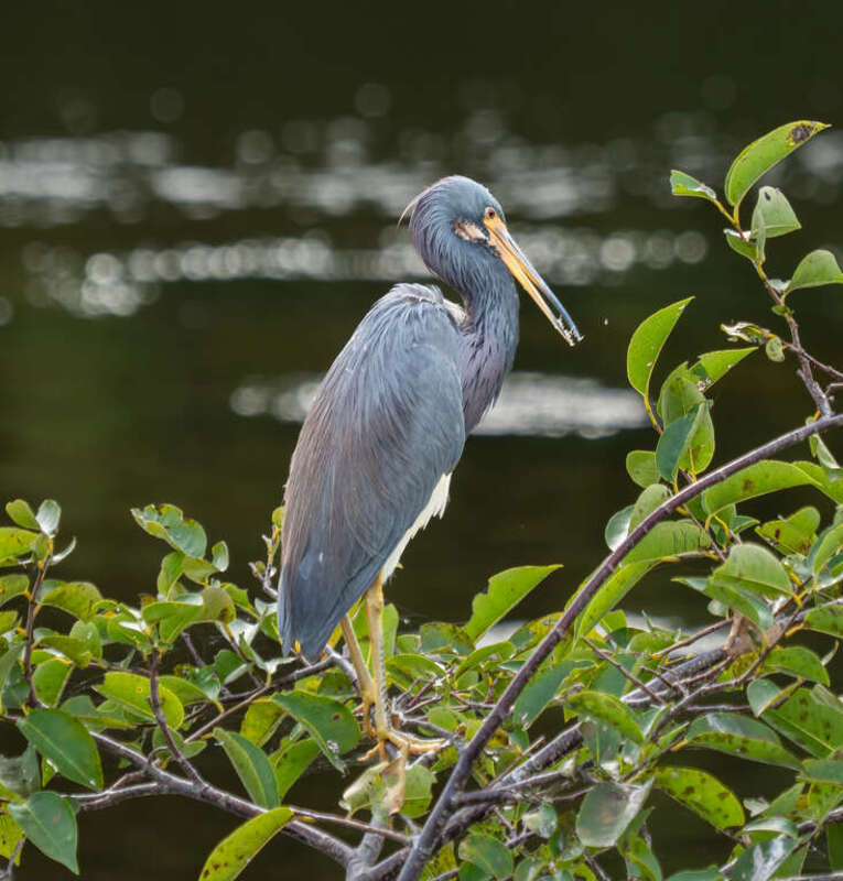 Tricolored heron in the Green Cay wetlands