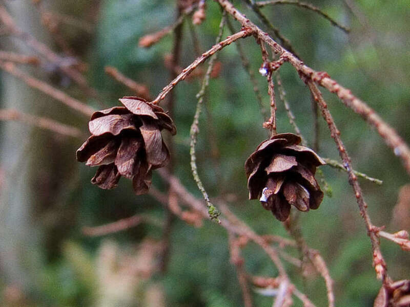 Tsuga heterophylla cones. Yost Park, Edmonds, Washington, USA.