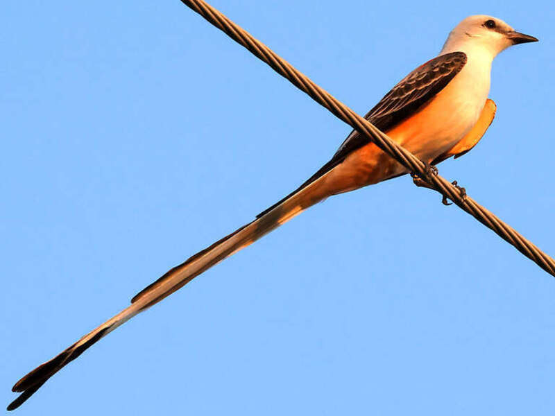 雄性剪尾王霸鹟于圣安东尼奥 (得克萨斯州)，美国