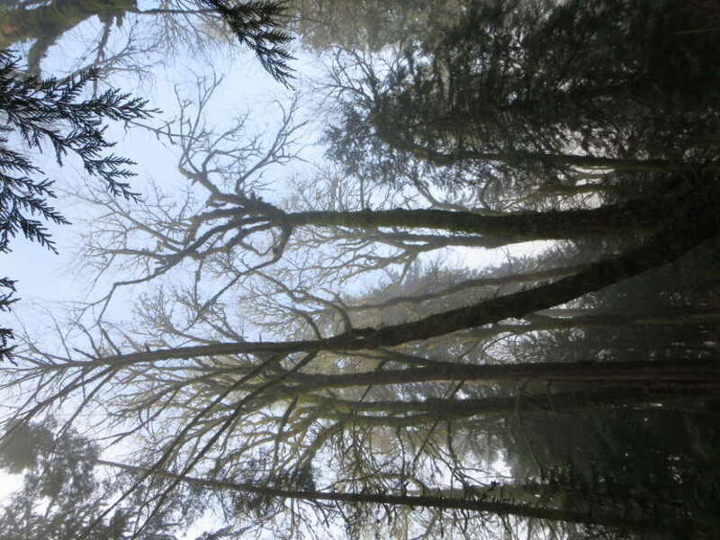 Priest Point Park, Olympia, Washington.
Hiking trail view.
