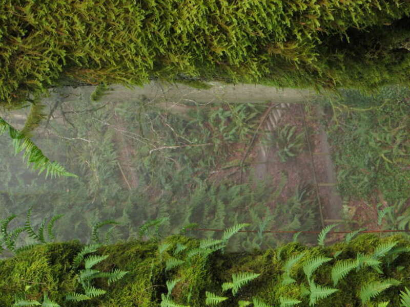 Priest Point Park, Olympia, Washington.
Hiking trail view.