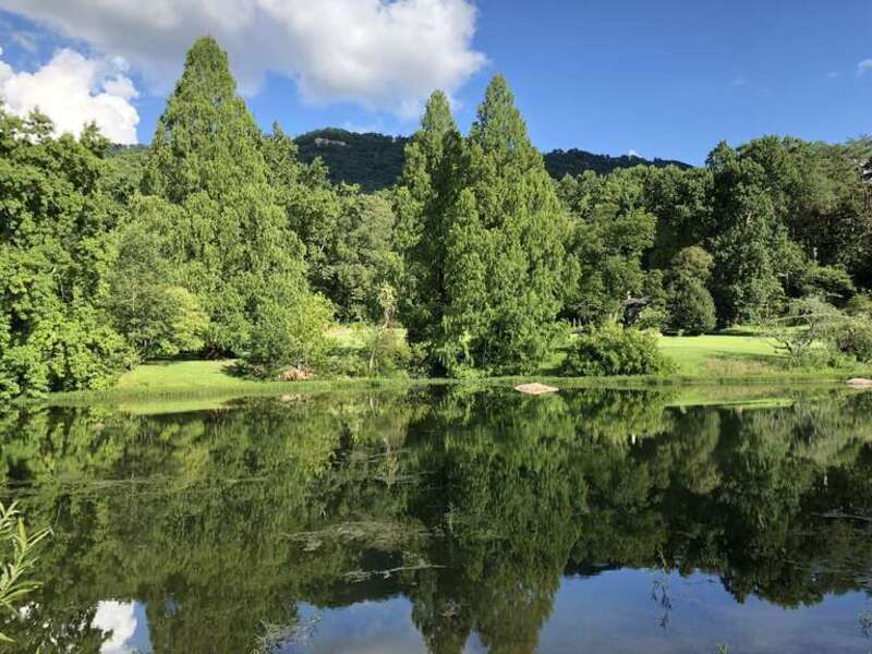 The upper lake at Reflection Riding provides a reflected view of three dawn redwoods planted by the founders and the slopes of Lookout Mountain.