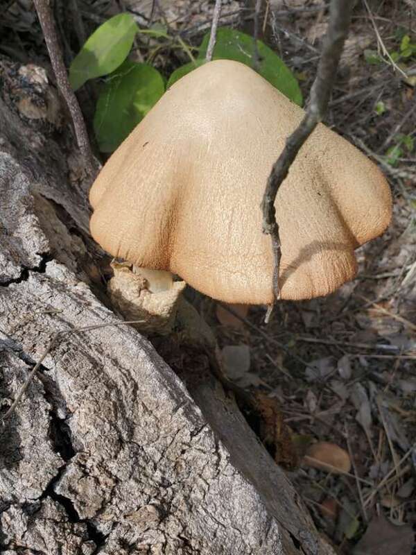 Silky Rosegill (Volvariella bombycina)