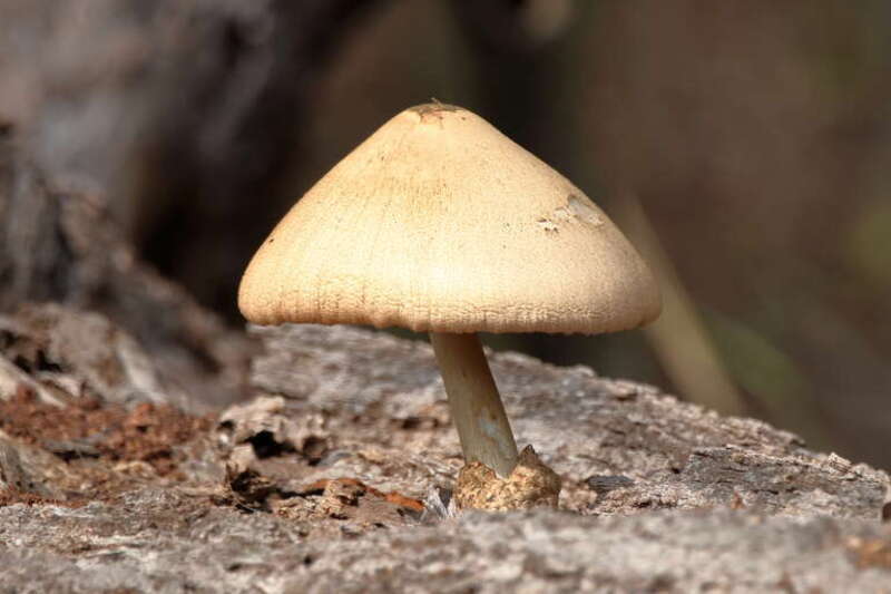 Silky Rosegill (Volvariella bombycina)
