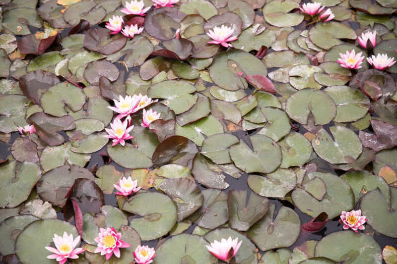 500px provided description: A gorgeous data at Ashton Gardens, Thanksgiving Point in Lehi Utah. There were some clouds but they didn't take away from this shot. [#flowers ,#lily ,#nature ,#utah ,#pond ,#water lily ,#thanksgiving point ,#Water]