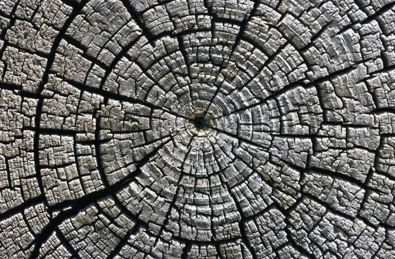 Weathered growth rings in a horizontal cross section cut through an tree felled around AD 1111 used for the western building complex at Aztec Ruins National Monument, San Juan County, New Mexico, USA. There is the cross section cut of the tree