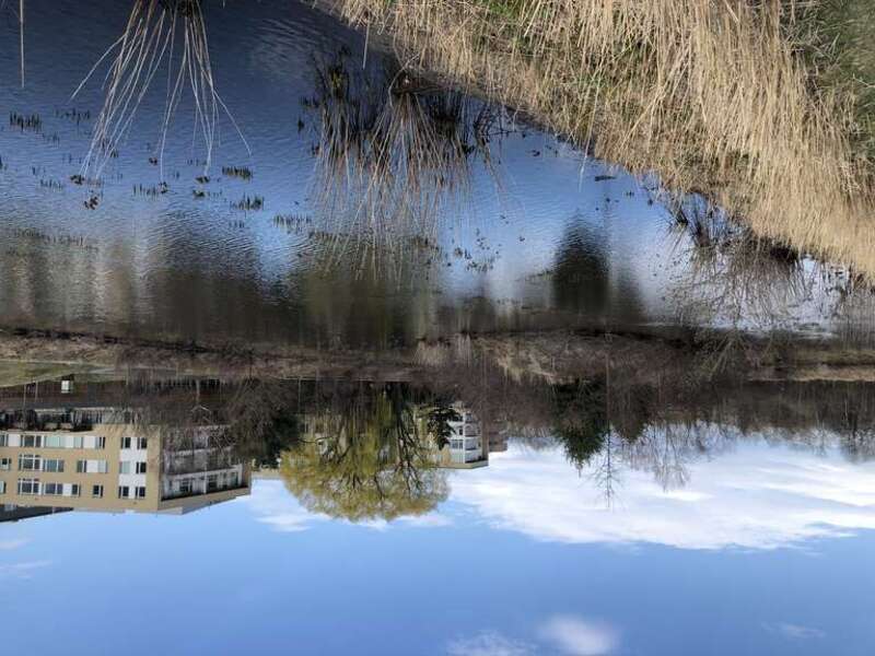 Wetland in Alewife Brook Reservation in April 2020