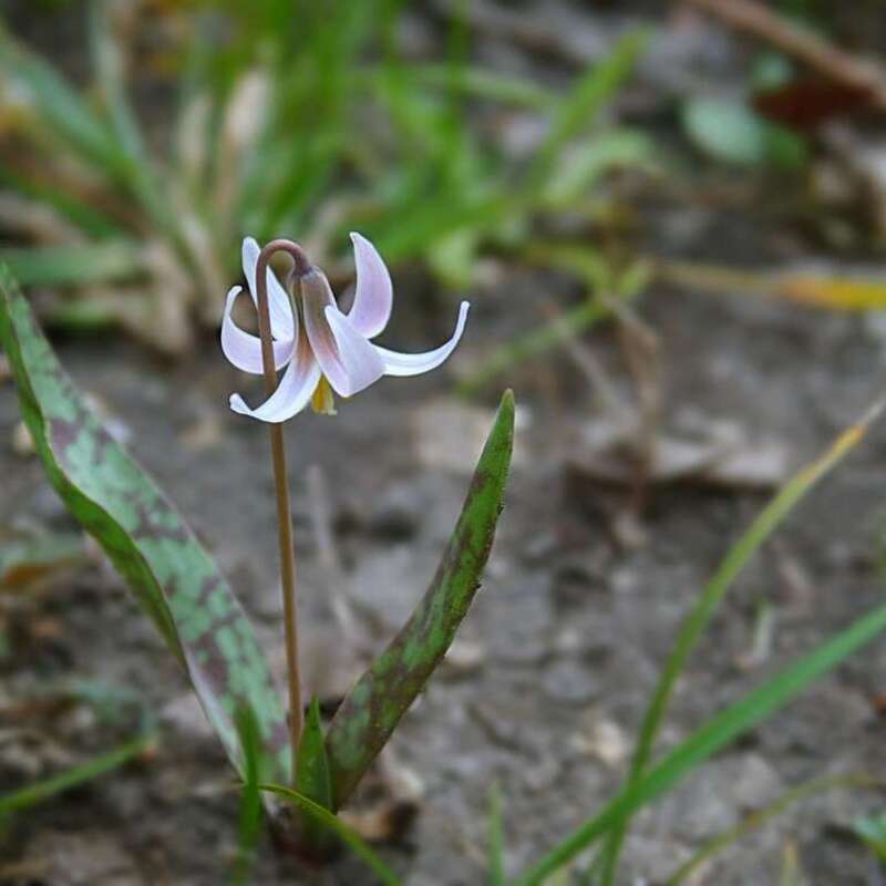 Erythronium albidum, Spring Creek Forest Preserve, North Garland, Texas.