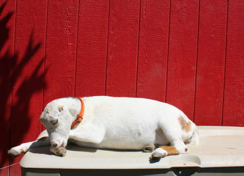 And here's Willow, who keeps Maple company, sunning herself next to the barn.