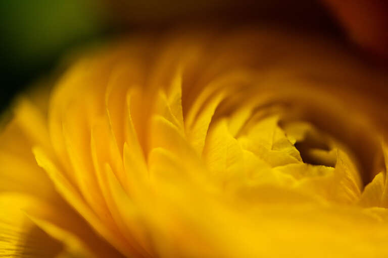 500px provided description: 2018-101 Petals [#macro ,#flower ,#plant ,#flare ,#magic ,#plumeria ,#flora ,#phalaenopsis ,#gerbera ,#orchids ,#papaveraceae ,#fluff ,#symbolic ,#high contrast ,#glitter ,#project365 ,#ethereal ,#2018 ,#year7]