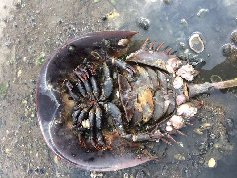 PRESERVED_SPECIMEN found on the book gills of the horseshoe crab; ; 70% alc.; Det. by: Eric A. Lazo-Wasem 2017; Ginsburg; IZ number 96549; lot count 1; 2017-06-15T00:00:00Z