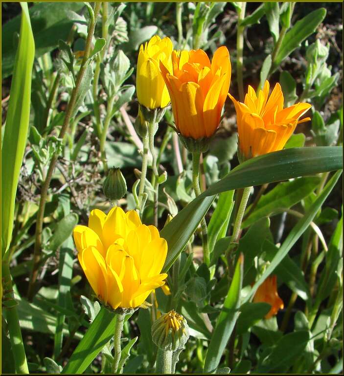 (1 in a multiple picture set)
I found patches of these wild flowers growing in the hills above Yucaipa. We have had some periods of rain and when that happens, followed by some sunny days, you would be amazed how many flowers appear like magic.  I'm