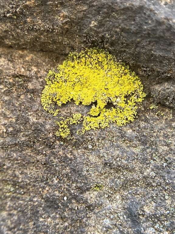 Candleflame Lichen (Candelaria concolor)