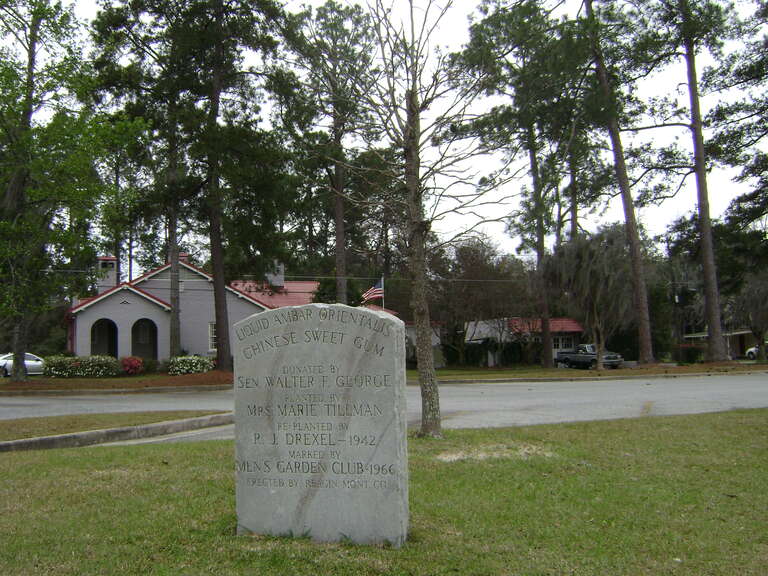 Chinese Sweet Gum Marker, Valdosta