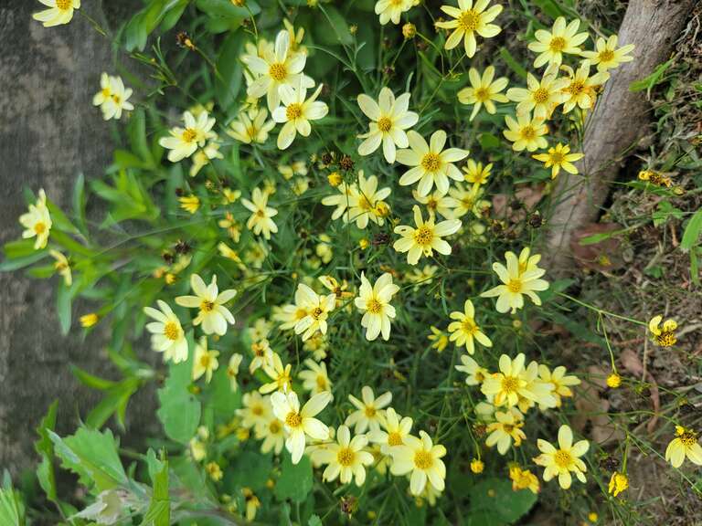 Flowering Coreopsis verticillata (whorled coreopsis) plant at the Einhort-Russell Street-End Park in Eastport, Maryland.