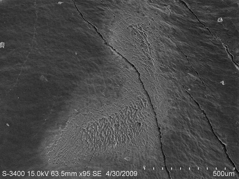 Found on the surface of the crown of fossil Hemipristis serra (snaggletooth shark) teeth. Fossil found in Gainesville, FL

See adjacent image for higher magnification view: www.flickr.com/photos/31867959@N04/3501294903/in/photostr...