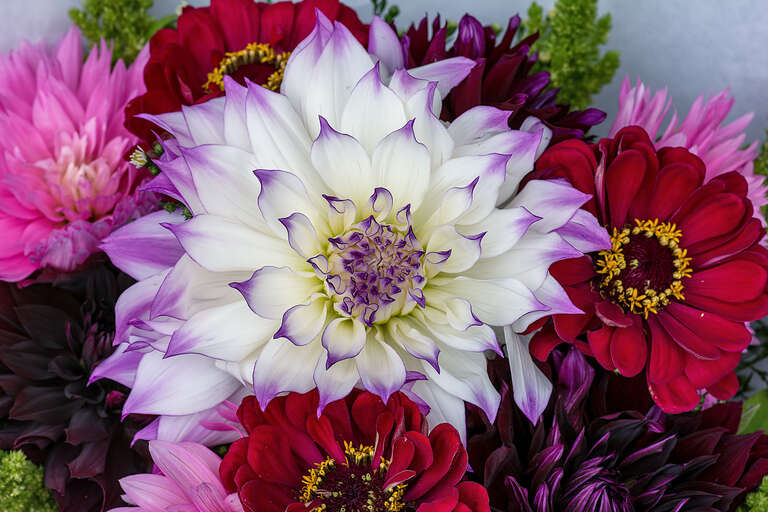 500px provided description: Flowers at the Farmers Market [#flower ,#floral ,#beautiful ,#white ,#blossom ,#bloom ,#blooming ,#dahlias ,#summer flowers]