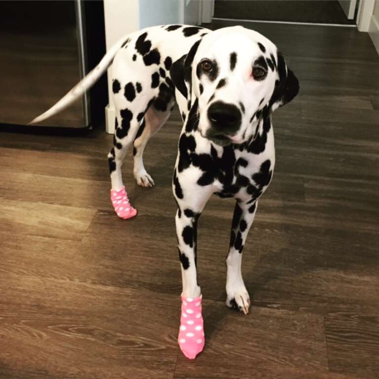 Dalmatian wearing socks