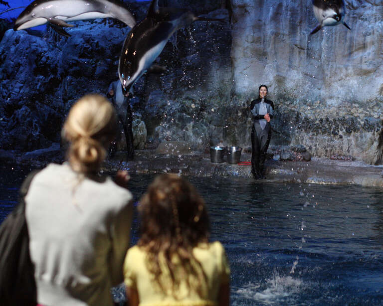 A moment in the November 15, 2009 2:00pm &quot;Fantasea&quot; aquatic show at Shedd Aquarium in Chicago, Illinois, from a set of 55 images.

Camera location41° 52′ 03.47″ N, 87° 36′ 47.71″ W View this and other nearby images on: OpenStreetMap 41.867631;