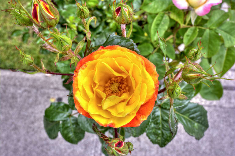 500px provided description: Yellow Rose at Farmers Market [#flowers ,#roses ,#yellow rose]