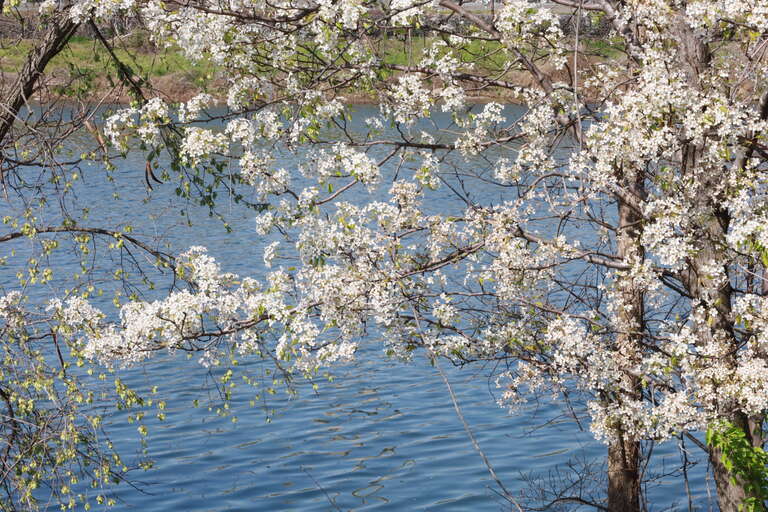 Wildflowers along Four Mile Run in Arlington, Virginia in 2021